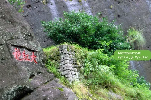 6 материнських кущиків Да Хун Пао