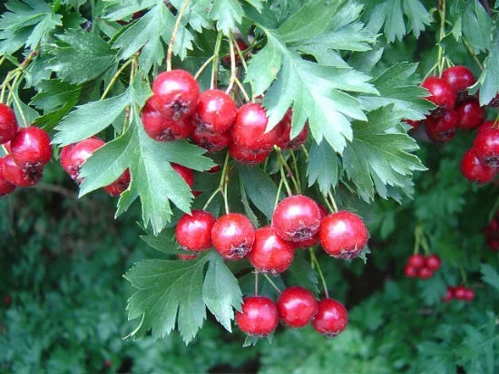 Глід